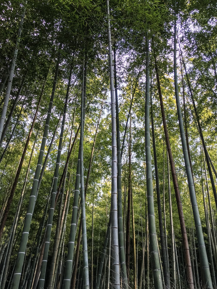 Arashiyama, Kyoto, Japan (2016)