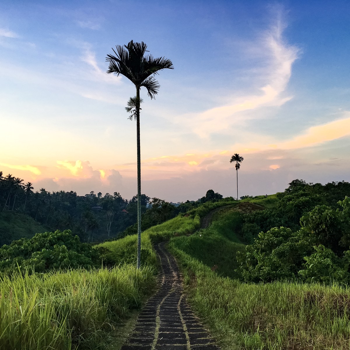 Campuhan Ridge, Bali, Indonesia (2016)